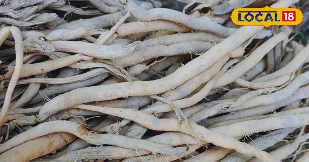 कमजोर शरीर को मजबूत बना सकती है ये सफेद औषधि, बदन दर्द से लेकर एजिंग तक में…