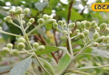 डायबिटीज के लिए अमृत समान है गुड़मार का पौधा, जड़ से खत्म कर देगा ये बीमारी – Bharat.one हिंदी