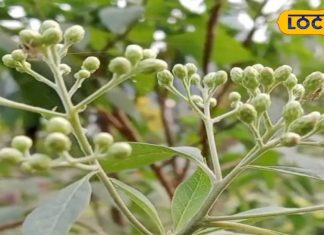 डायबिटीज के लिए अमृत समान है गुड़मार का पौधा, जड़ से खत्म कर देगा ये बीमारी – Bharat.one हिंदी