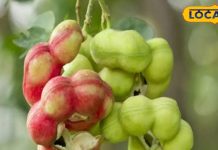 पेट की समस्याओं को दूर करती है यह जलेबी, सेवन से कीड़े हो जाएंगे गायब – Bharat.one हिंदी