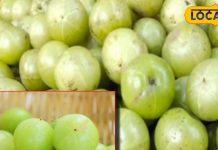 इन लोगों को भूलकर भी नहीं खाना चाहिए आंवला, नहीं तो पड़ जाएंगे लेने के देने!