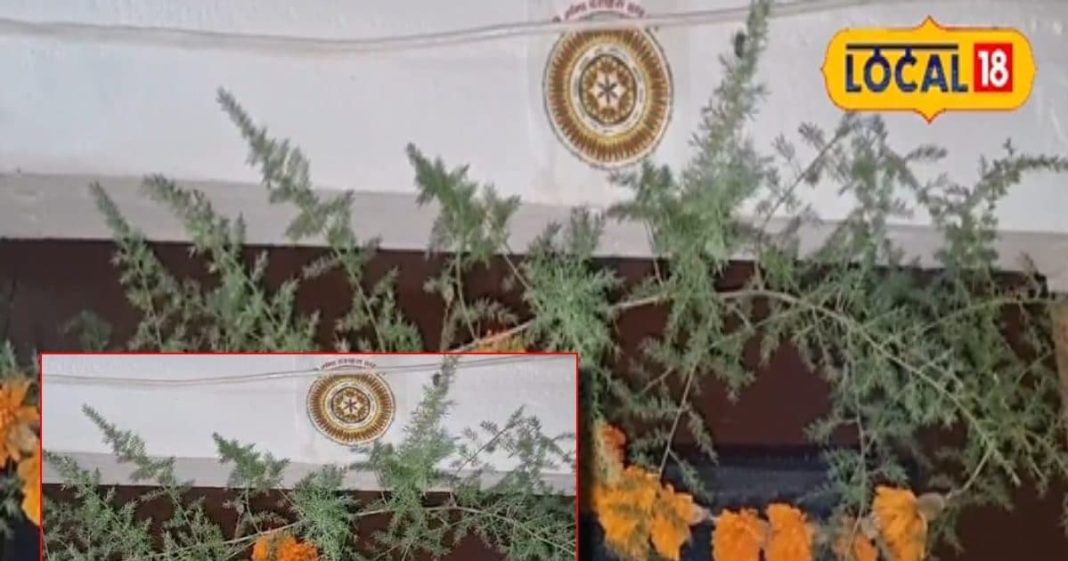 घर के दरवाजे पर टांग दें ये तना, तो आस पास भी नहीं भटकेंगी नकारात्मक शक्तियां!