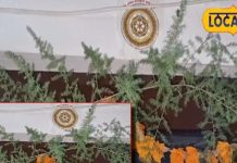 घर के दरवाजे पर टांग दें ये तना, तो आस पास भी नहीं भटकेंगी नकारात्मक शक्तियां!