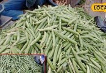 कूड़ा समझ न फेंके मटर के छिलके, पाउडर बनाकर ऐसे करें इस्तेमाल, दवाइयों को भी..