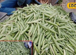 कूड़ा समझ न फेंके मटर के छिलके, पाउडर बनाकर ऐसे करें इस्तेमाल, दवाइयों को भी..