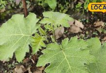 इन रोगों ने कर दिया है नाक में दम, चंद दिनों में हो जाएगी छुट्टी, बस घर में…