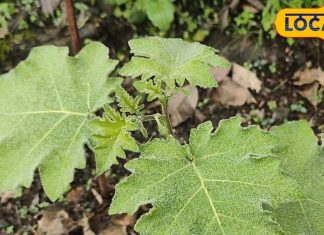 इन रोगों ने कर दिया है नाक में दम, चंद दिनों में हो जाएगी छुट्टी, बस घर में…