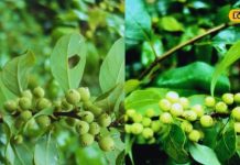 औषधीय गुणों से भरपूर है ये पेड़, हड्डियों को बनाता है मजबूत