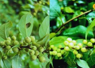 औषधीय गुणों से भरपूर है ये पेड़, हड्डियों को बनाता है मजबूत