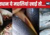 मछली खाने वाले हो जाए सावधान! ये 6 मछलियां ले लेंगी जान