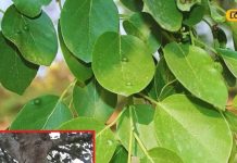 8 जानलेवा बीमारियों का इलाज करता है ये एक दुर्लभ पेड़, कैंसर से लेकर किडनी…