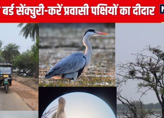 सर्दियों के मौसम में जरूर घूम आएं भरतपुर बर्ड सेंक्चुरी, नजर आएंगे दुनियाभर के पक्षी, यादगार होंगी बच्चों की छुट्टियां