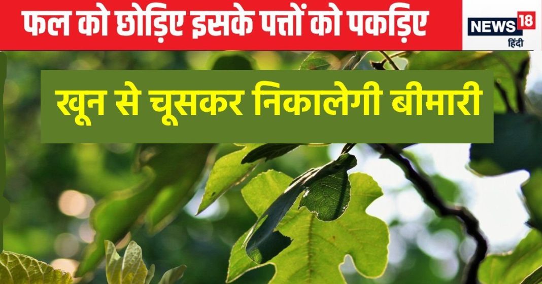 पेट साफ करने से लेकर हार्ट तक को फौलाद बनाता है यह अकेला फल, शरीर में आ जाती है घोड़े जैसी ताकत, पत्ते भी गुणकारी