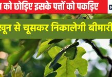 पेट साफ करने से लेकर हार्ट तक को फौलाद बनाता है यह अकेला फल, शरीर में आ जाती है घोड़े जैसी ताकत, पत्ते भी गुणकारी