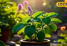 भगवान विष्णु और माता लक्ष्मी का प्रिय है तुलसी, जानिए इनका धार्मिक और औषधीय महत्व – Bharat.one हिंदी