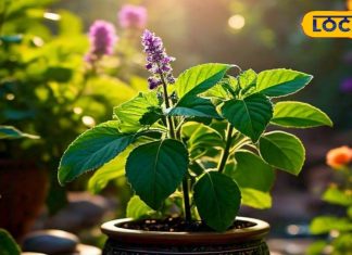 भगवान विष्णु और माता लक्ष्मी का प्रिय है तुलसी, जानिए इनका धार्मिक और औषधीय महत्व – Bharat.one हिंदी