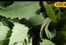 Bathua Ke Nuksan: इन 4 लोगों के लिए जहर है ये हरी पत्तेदार सब्जी! आज से ही खाना कर दें बंद, नहीं तो होगी परेशानी
