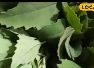 Bathua Ke Nuksan: इन 4 लोगों के लिए जहर है ये हरी पत्तेदार सब्जी! आज से ही खाना कर दें बंद, नहीं तो होगी परेशानी