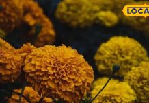 हर जगह मिलने वाला ये फूल दाद, खाज, खुजली में रामबाण, खून साफ करने में कारगर, आयुर्वेद ने माना ‘खजाना’