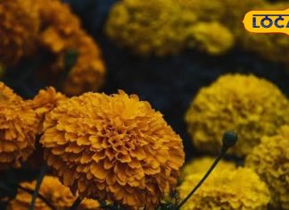 हर जगह मिलने वाला ये फूल दाद, खाज, खुजली में रामबाण, खून साफ करने में कारगर, आयुर्वेद ने माना ‘खजाना’