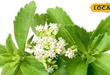 डायबिटिक हैं तो चाय-कॉफी में चीनी की जगह डालें इस पौधे की पत्तियां… नहीं बढ़ेगा 1 Point शुगर