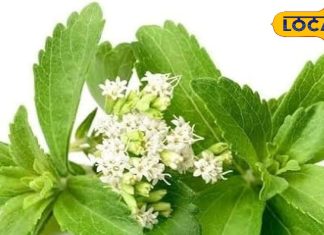 डायबिटिक हैं तो चाय-कॉफी में चीनी की जगह डालें इस पौधे की पत्तियां… नहीं बढ़ेगा 1 Point शुगर