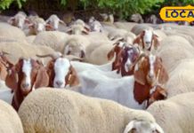 इस जानवर का घी खा लिया तो भूल जाएंगे गाय के देसी घी का स्वाद, क्रैक हड्डियों के लिए वरदान