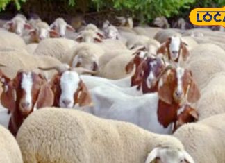 इस जानवर का घी खा लिया तो भूल जाएंगे गाय के देसी घी का स्वाद, क्रैक हड्डियों के लिए वरदान