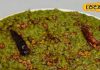 Healthy and hot winter khichdi with a delicious tadka of spinach and lentils. – Bharat.one हिंदी