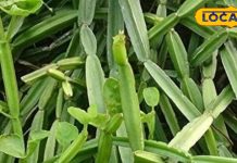 टूटी-फूटी हड्डियों का रामबाण इलाज है ये पौधा! घर पर लेप बनाकर ऐसे करें इलाज, 4 हफ्ते में हो जाएंगे फिट