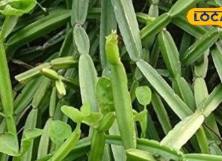 टूटी-फूटी हड्डियों का रामबाण इलाज है ये पौधा! घर पर लेप बनाकर ऐसे करें इलाज, 4 हफ्ते में हो जाएंगे फिट