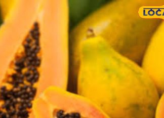 Papaya in Winter Season: ठंड में पपीता खाना चाहिए या नहीं? ज्यादातर लोग कर रहे गलती, डॉक्टर ने बताया सीक्रेट