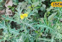 सेहत का खजाना है ये काटेदार पौधा, सूजन और पेशाब की समस्या करे दूर