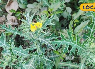 सेहत का खजाना है ये काटेदार पौधा, सूजन और पेशाब की समस्या करे दूर