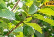 बासी मुंह चबाएं ये पत्तियां, छाला और मोटापा सहित पेट के कई रोगों में होगा आराम