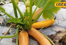 जान गए इस सब्जी के पूरे लाभ, तो सर्दी भर रोज खोजकर खाएंगे आप