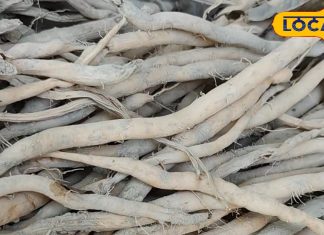 ये जड़ी पूरे शरीर में भर देगी जोश, बस छोटे से टुकड़े को एक कप दूध के साथ लें…अंग-अंग में दौड़ेगी ताकत!