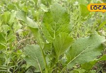 विटामिन का भंडार है यह साग, हार्ट और हड्डियों को बनाता है मजबूत