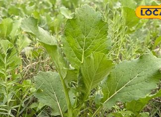 विटामिन का भंडार है यह साग, हार्ट और हड्डियों को बनाता है मजबूत