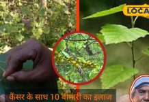 दुर्लभ पेड़! इसकी छाल, पत्तियां, जड़ सब औषधि, सांप काटने से लेकर कैंसर तक का इलाज, जानें सारे लाभ