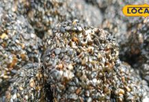 Til Ke Laddu: ठंड में खूब बिक रहे ये खास लड्डू, लाजवाब स्वाद के साथ देंगे शरीर को गर्माहट, कीमत सिर्फ 260 रुपये किलो