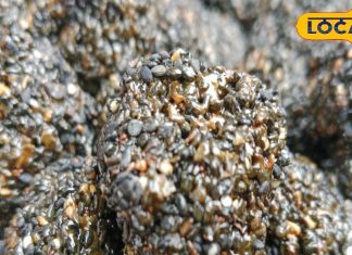 Til Ke Laddu: ठंड में खूब बिक रहे ये खास लड्डू, लाजवाब स्वाद के साथ देंगे शरीर को गर्माहट, कीमत सिर्फ 260 रुपये किलो