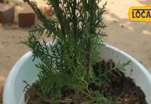 बुढ़ापे में लगेंगे जवान, बस इस तरह कर लें इस पौधे का सेवन, गठिया और जोड़ों की बीमारी को जड़ से कर देगा खत्म!