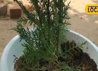 बुढ़ापे में लगेंगे जवान, बस इस तरह कर लें इस पौधे का सेवन, गठिया और जोड़ों की बीमारी को जड़ से कर देगा खत्म!