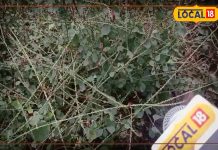 औषधीय गुणों से से भरा है यह पौधा, दांत चमकाने से लेकर घाव तक कर देता है ठीक! ऐसे करें उपयोग…