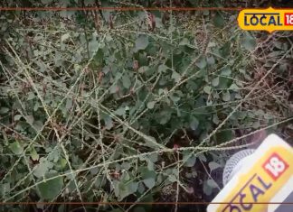 औषधीय गुणों से से भरा है यह पौधा, दांत चमकाने से लेकर घाव तक कर देता है ठीक! ऐसे करें उपयोग…