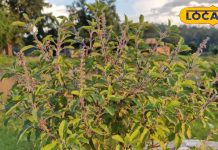 Winter Health Tips : सर्दियों में मल्टीविटमिन का काम करेगी ये पत्ती; शरीर बनेगी फौलाद, रोग रहेंगे कोसो दूर!