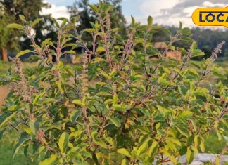 Winter Health Tips : सर्दियों में मल्टीविटमिन का काम करेगी ये पत्ती; शरीर बनेगी फौलाद, रोग रहेंगे कोसो दूर!