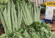 Green Vegetable Benefits: सर्दियों में जरूर खाएं हरी सब्जियां, ये सभी गर्म तासीर वाले साग