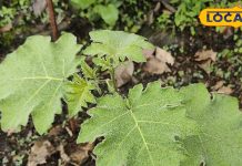 खांसी, अस्थमा के लिए रामबाण है कंटकारी, फेफड़ों में जमा कफ पिघलाकर निकाल देगी बाहर, फायदे जानकर हो जाएंगे हैरान